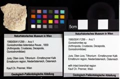 Foto (Objket + Etiketten) von Goniodromites sp. 